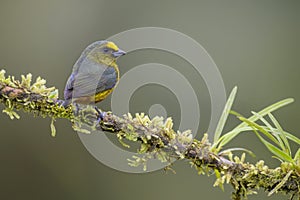 Olive-backed Euphonia - Euphonia gouldi