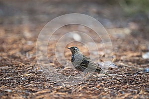 Olive - backed Pipit