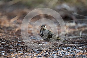 Olive - backed Pipit