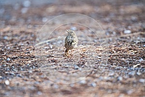 Olive - backed Pipit