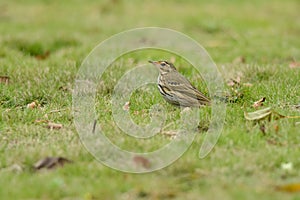 Olive-backed Pipit on green grass