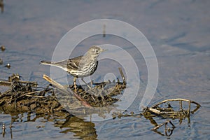 Olive-backed Pipit in Hong Kong Formal Name: Anthus hodgsoni