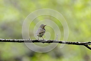 Olive-backed Pipit perching on the branch of tree