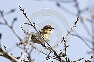 An olive-backed pipit is standing on the branch