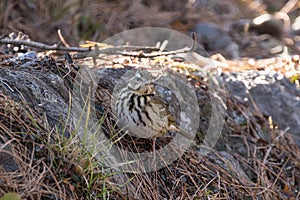 A Olive-backed Pipit on a stone fence