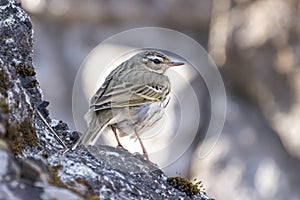 A Olive-backed Pipit on a stone fence