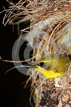 Olive-backed Sun-bird in a birds nest