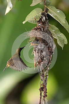 Olive-backed Sunbird