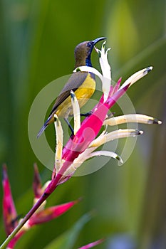 Olive Backed Sunbird