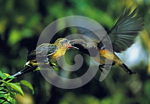 Olive-backed Sunbird