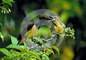 Olive-backed Sunbird