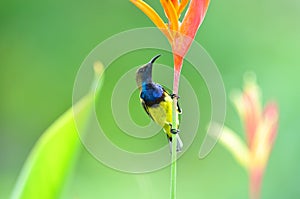 Olive-backed Sunbird (bird)