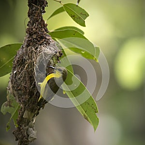 Olive-backed Sunbird building its nest