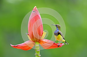 Olive-backed sunbird Cinnyris jugularis