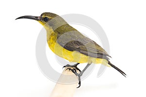 Olive-backed sunbird - Cinnyris jugularis, also known as the yellow-bellied sunbird,