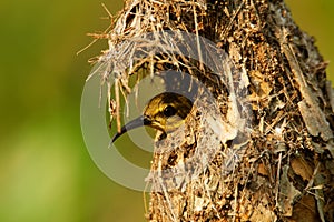 Olive-backed sunbird - Cinnyris jugularis, also known as the yellow-bellied sunbird, is a southern Far Eastern species of sunbird