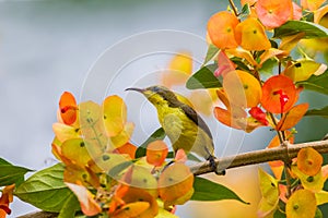 Olive-backed sunbird (Cinnyris jugularis)