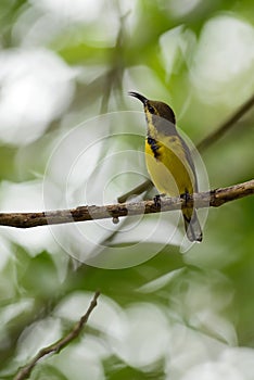 Olive-backed Sunbird - Cinnyris jugularis