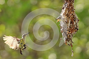 Olive-backed sunbird feeding the chick with green nature background.