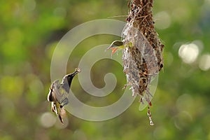 Olive-backed sunbird feeding the chick with green nature background.