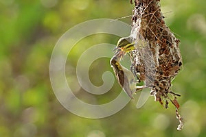 Olive-backed sunbird feeding the chick with green nature background.