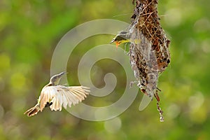 Olive-backed sunbird feeding the chick with green nature background.