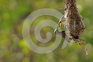 Olive-backed sunbird feeding the chick with green nature background.