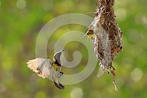 Olive-backed sunbird feeding the chick with green nature background.