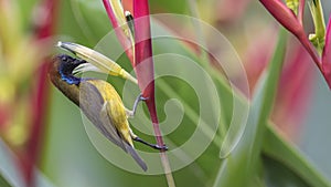 Olive-backed Sunbird Feeding on Flower