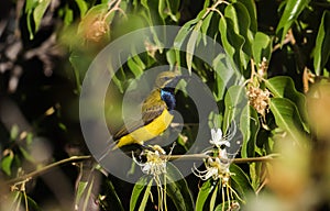 Olive Backed Sunbird male hidden in foliage