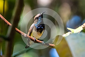 Olive-backed sunbird or Nectarinia jugularis