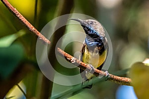 Olive-backed sunbird or Nectarinia jugularis