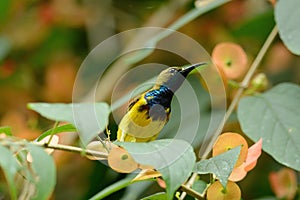 Olive-backed Sunbird (Nectarinia jugularis)