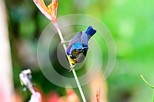 Olive backed sunbird on a plant