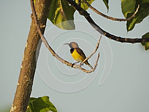 Olive Backed Sunbird