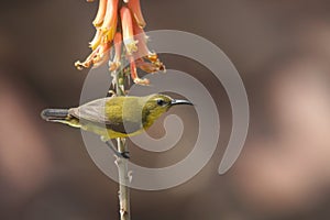 The olive-backed sunbird  - Wildlife