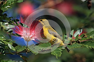 Olive-Backed Sunbird (Cinnyris jugularis) Rainforest, Queensland, Australia