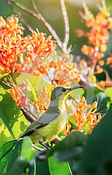 Olive-backed sunbird, Yellow-bellied sunbird Cinnyris jugularis, Nectariniidae, The bird sucking nectar from bloom in the forest