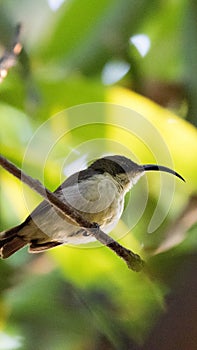 Olive-backed Sunbird or Yellow-bellied Sunbird & x28;female& x29;