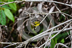 Olive Backed Sunbirds