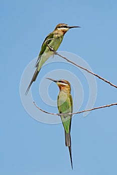 Olive Bee-eater Merops superciliosus