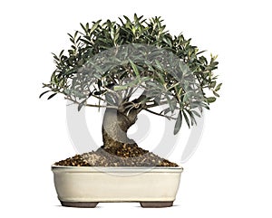 Olive, bonsai tree, olea europaea, isolated