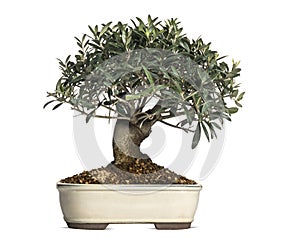 Olive, bonsai tree, olea europaea, isolated photo