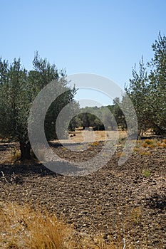 The olive, botanical name Olea europaea, meaning `European olive`, is a species of small tree in the family Oleaceae. Kolympia