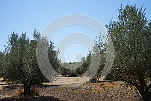 The olive, botanical name Olea europaea, meaning `European olive`, is a species of small tree in the family Oleaceae. Kolympia