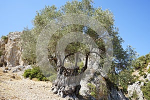 The olive, botanical name Olea europaea, meaning `European olive`, is a species of small tree in the family Oleaceae. Kolympia.