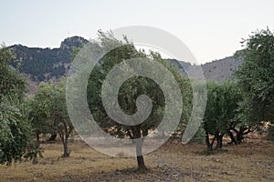 The olive, botanical name Olea europaea, meaning `European olive`, is a species of small tree in the family Oleaceae, Rhodes