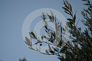 The olive, botanical name Olea europaea, meaning `European olive`, is a species of small tree in the family Oleaceae, Rhodes