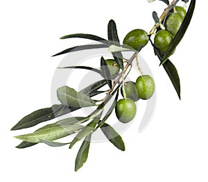 Olive Branch