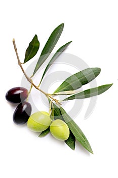 Aceituna rama 